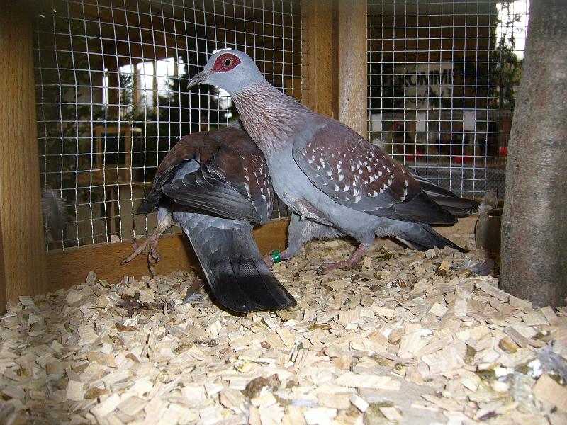 Kreisschau Coesfeld 2008 200.jpg - Guineatauben von Otto Wehrenbeck sg 94